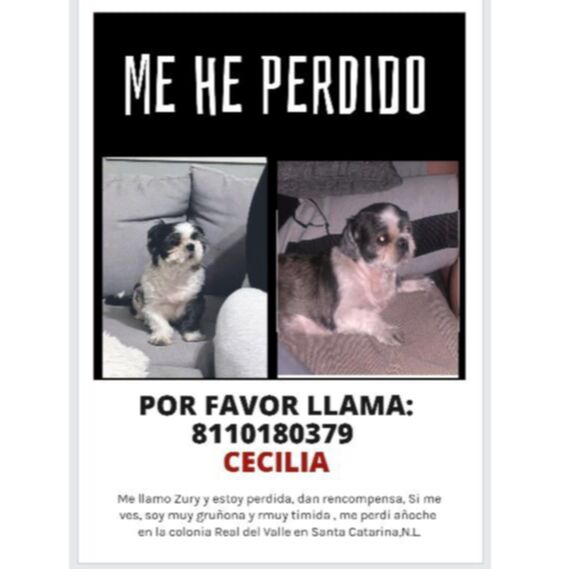 cartel de perro perdido