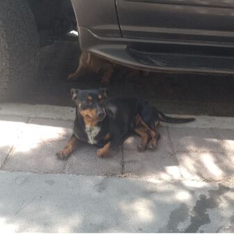 cartel de perro perdido