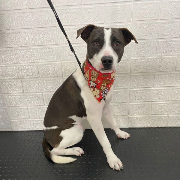 cartel de perro perdido