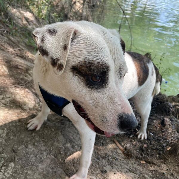 cartel de perro perdido