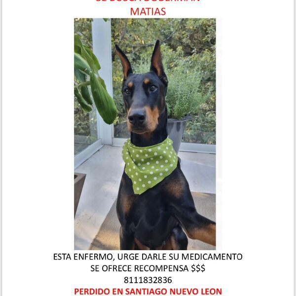 cartel de perro perdido