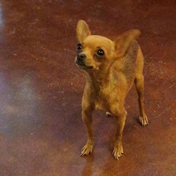 cartel de perro perdido