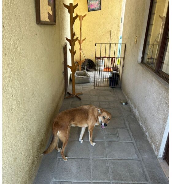 cartel de perro perdido