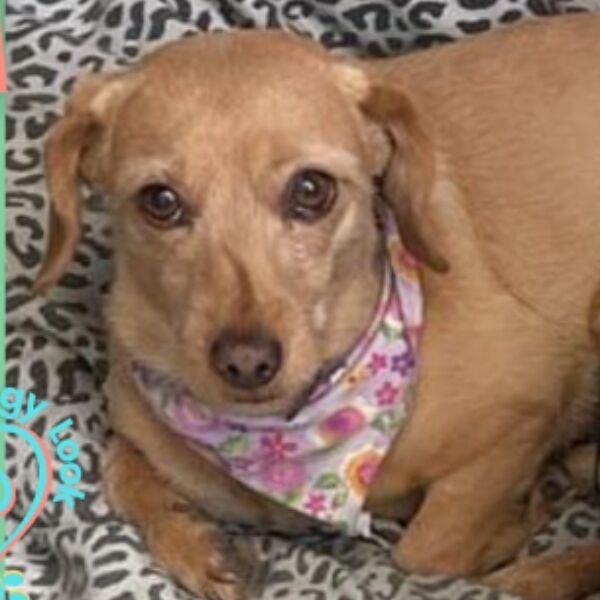 cartel de perro perdido