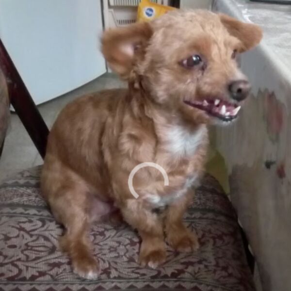 cartel de perro perdido