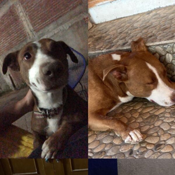 cartel de perro perdido