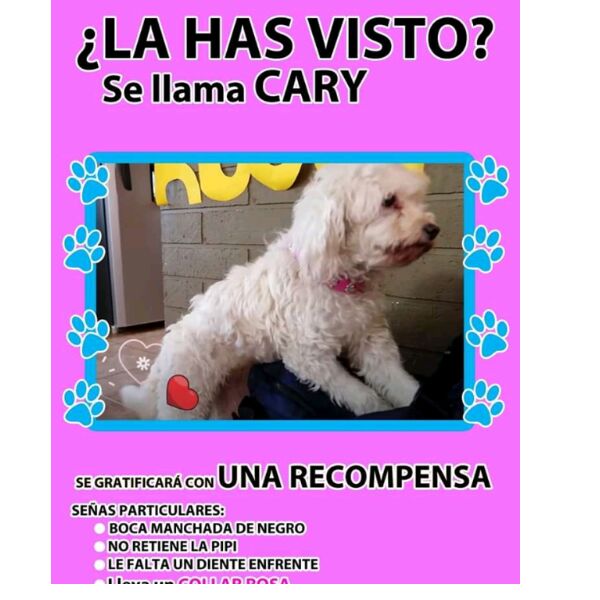 cartel de perro perdido