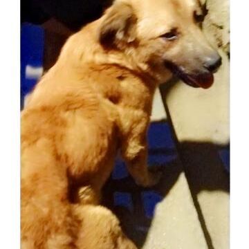 cartel de perro perdido