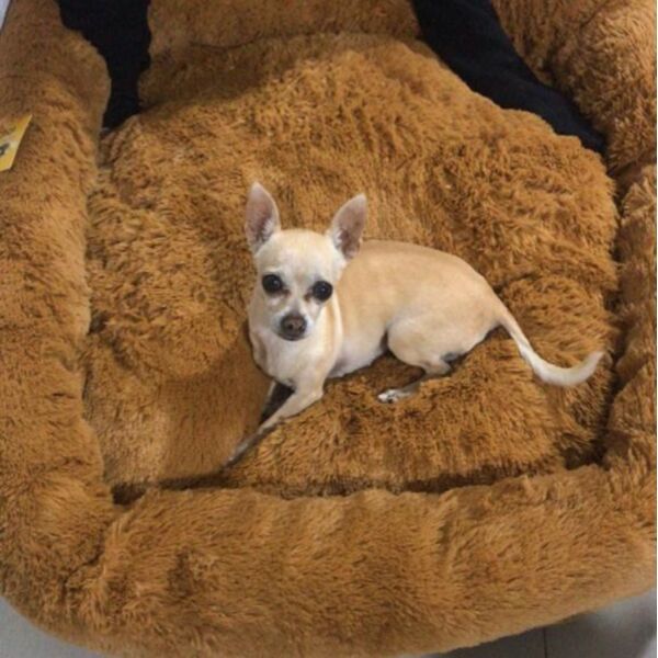 cartel de perro perdido