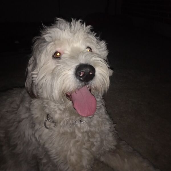 cartel de perro perdido