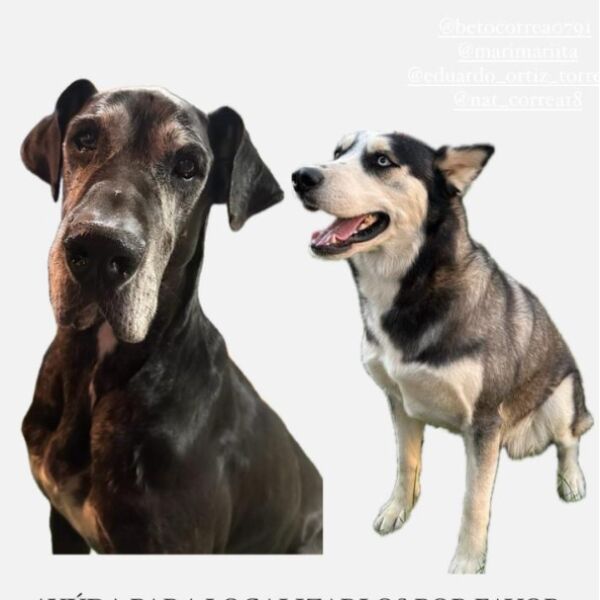 cartel de perro perdido