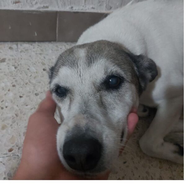 cartel de perro perdido