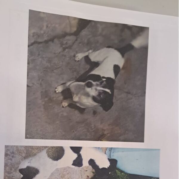 cartel de perro perdido