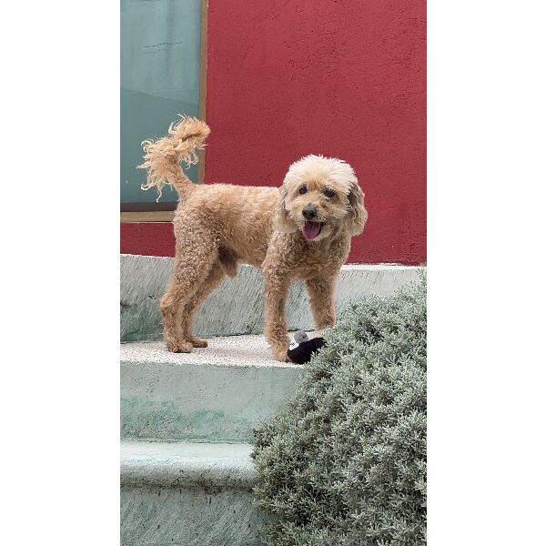 cartel de perro perdido