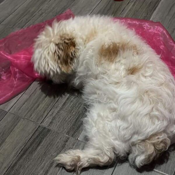 cartel de perro perdido