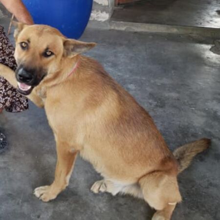 cartel de perro perdido