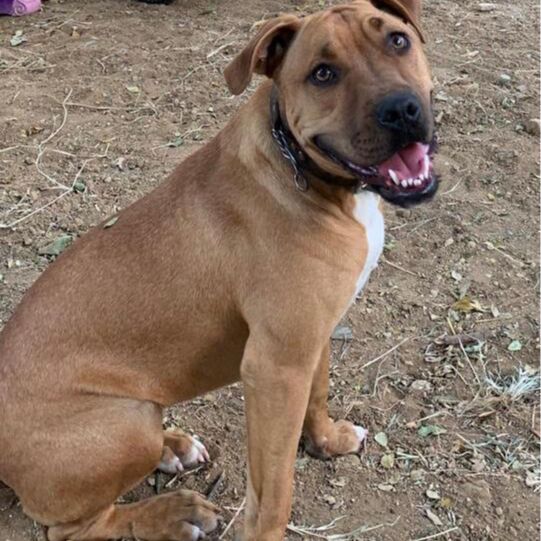 cartel de perro perdido