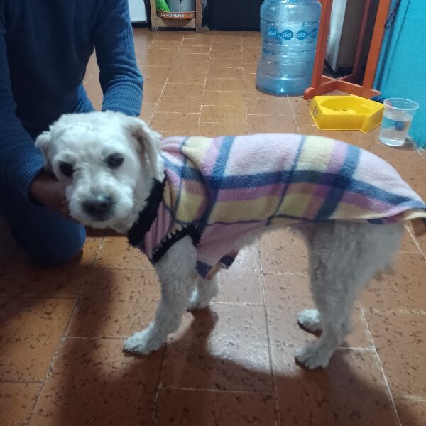 cartel de perro perdido