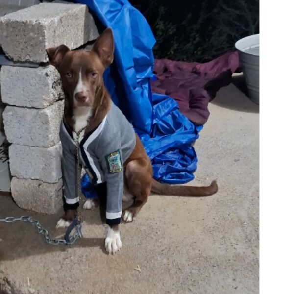 cartel de perro perdido