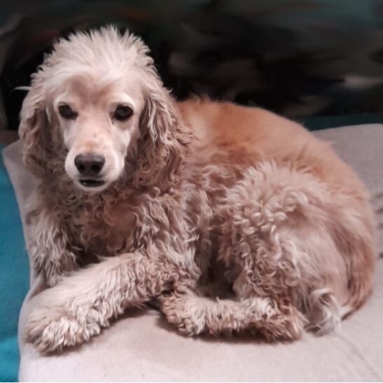 cartel de perro perdido