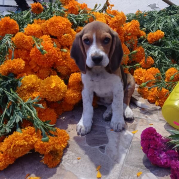 cartel de perro perdido