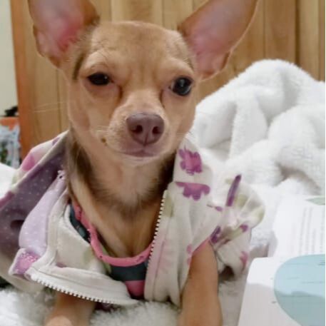 cartel de perro perdido