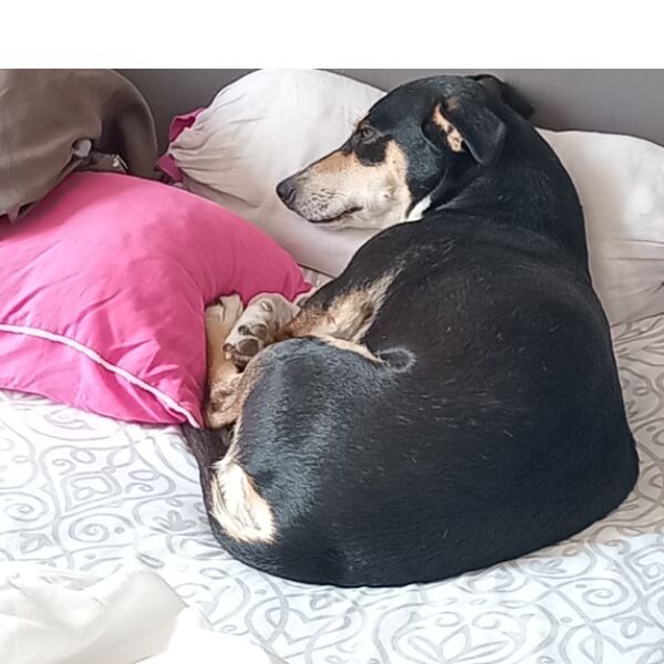 cartel de perro perdido