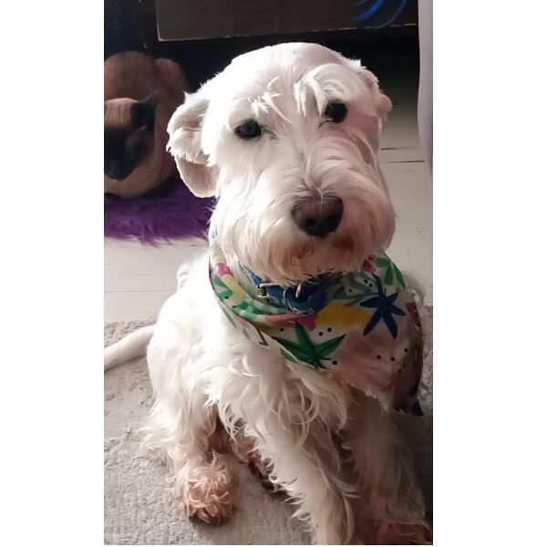 cartel de perro perdido