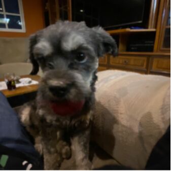 cartel de perro perdido