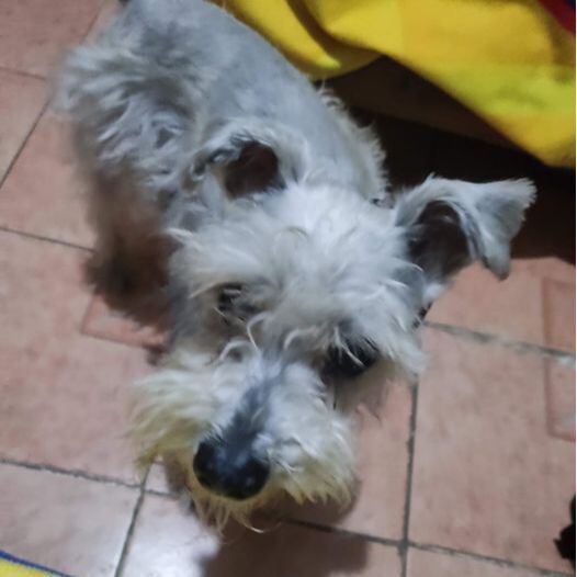 cartel de perro perdido