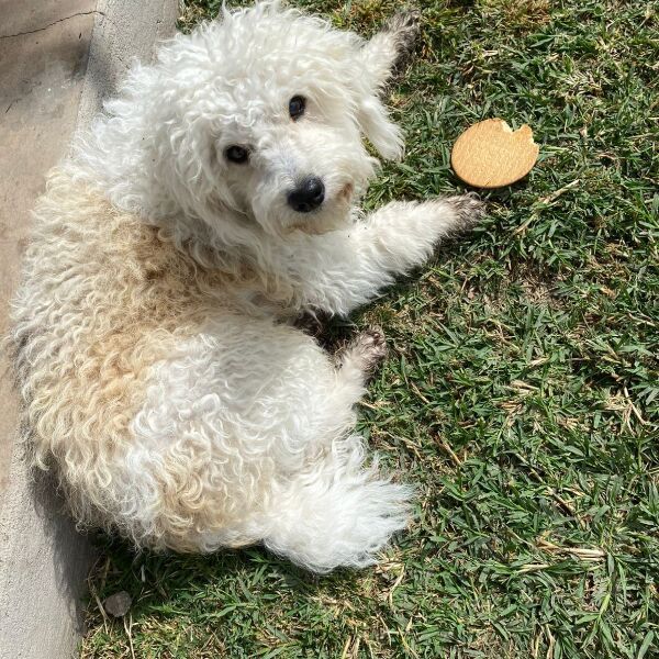 cartel de perro perdido