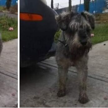 cartel de perro perdido