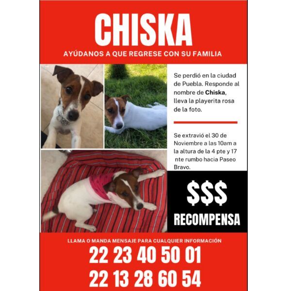cartel de perro perdido