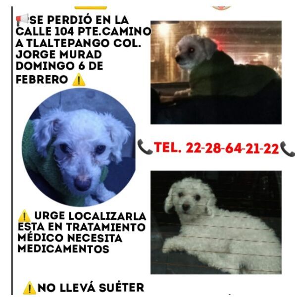 cartel de perro perdido