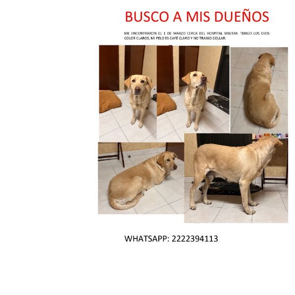 cartel de perro perdido