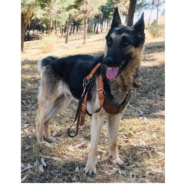 cartel de perro perdido