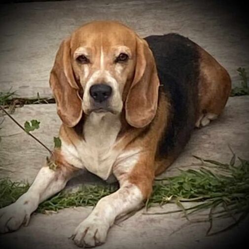 cartel de perro perdido