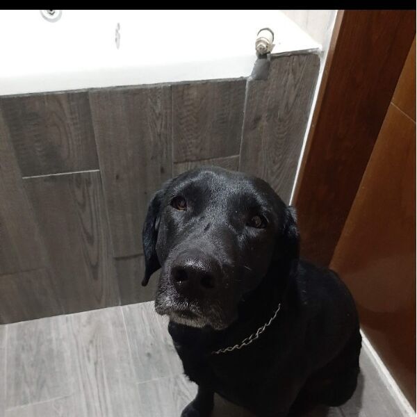 cartel de perro perdido