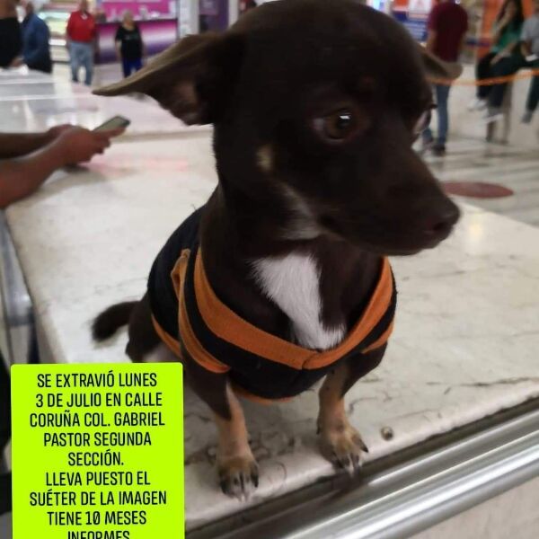 cartel de perro perdido