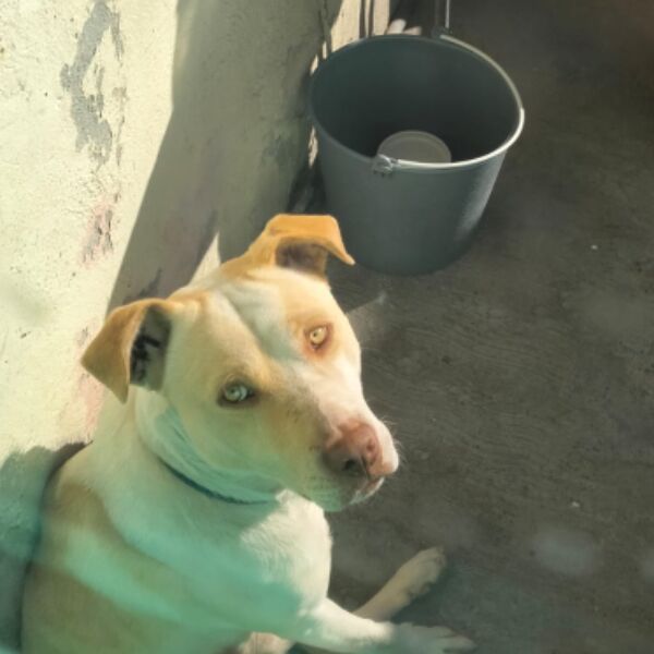 cartel de perro perdido