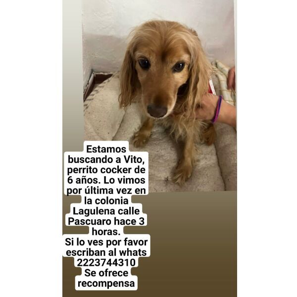 cartel de perro perdido