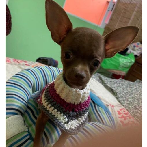 cartel de perro perdido