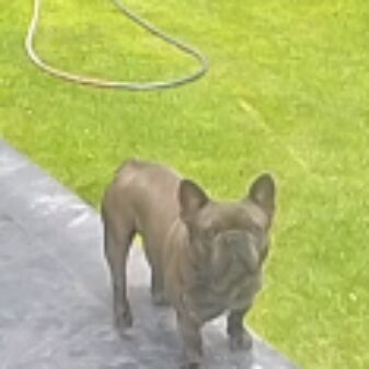 cartel de perro perdido