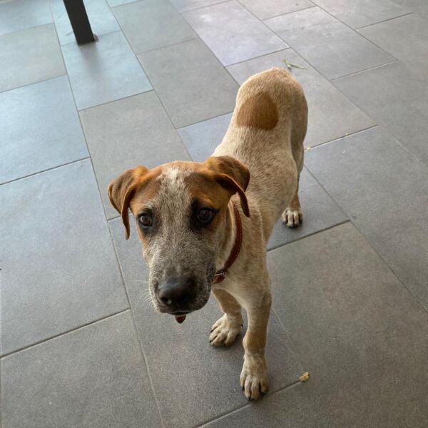 cartel de perro perdido