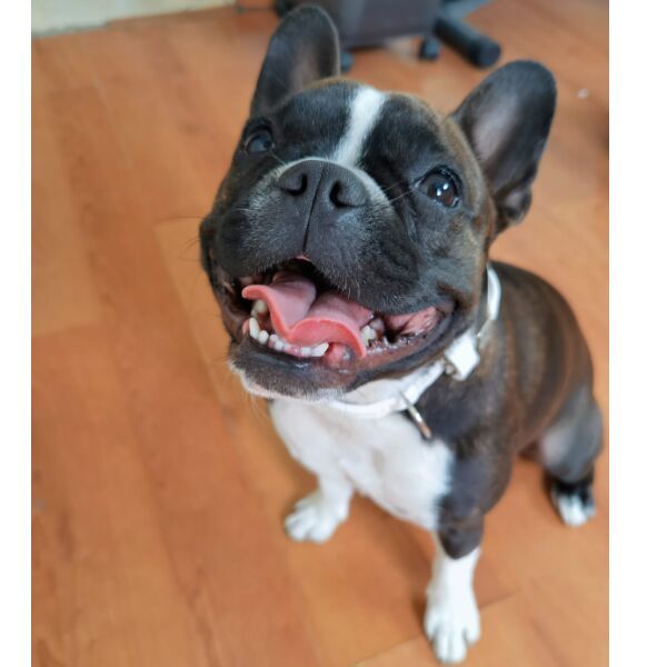 cartel de perro perdido