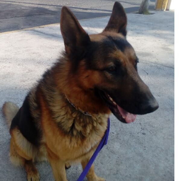 cartel de perro perdido