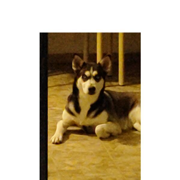 cartel de perro perdido