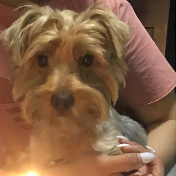 cartel de perro perdido