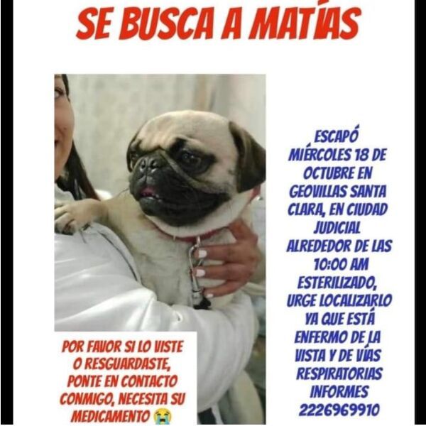 cartel de perro perdido