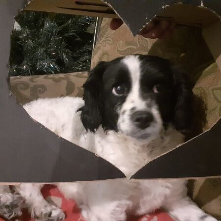 cartel de perro perdido